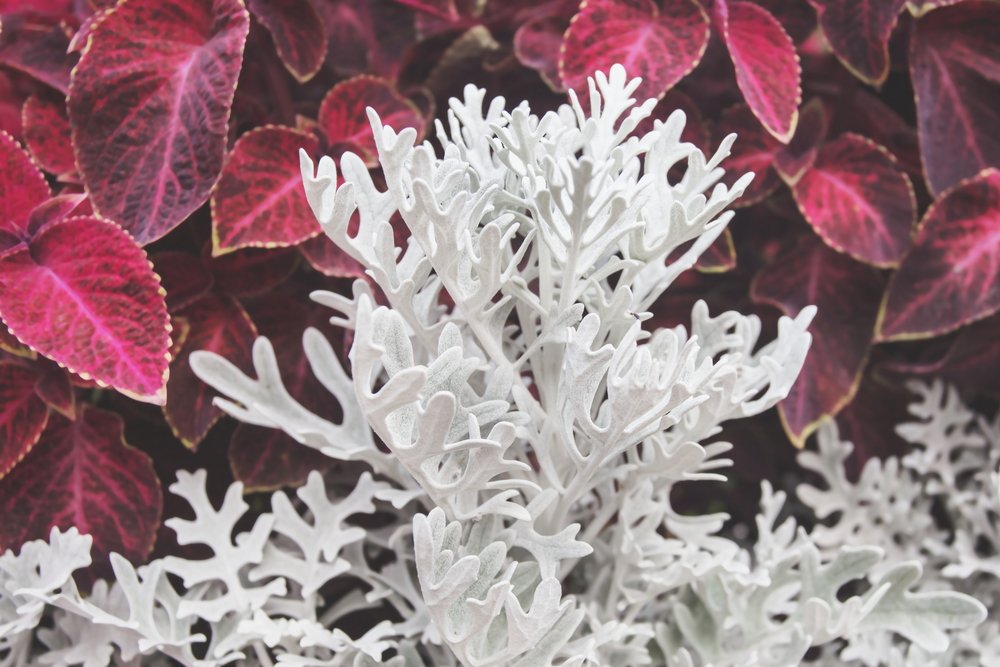 Серебристолистные травянистые растения: украшение дачи с весны до осени